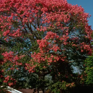 Ceiba speciosa