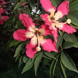 Ceiba speciosa