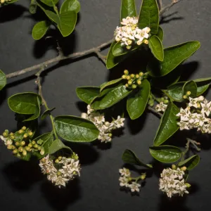 Ehretia anacua