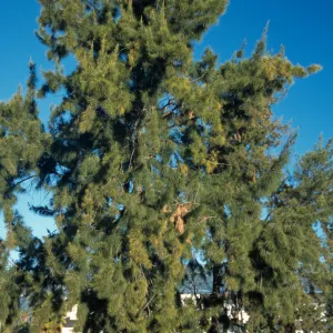 Casuarina cunninghamiana
