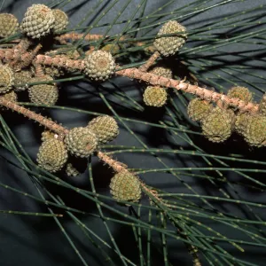 Casuarina glauca