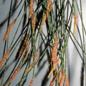 Casuarina glauca