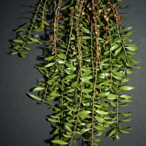 Maytenus boaria