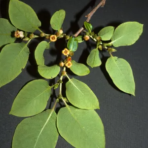 Diospyros virginiana