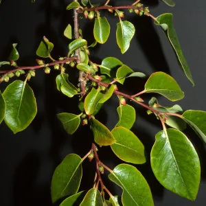 Diospyros virginiana