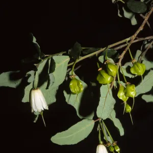 Crinodendron patagua