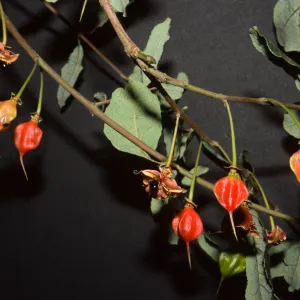 Crinodendron patagua