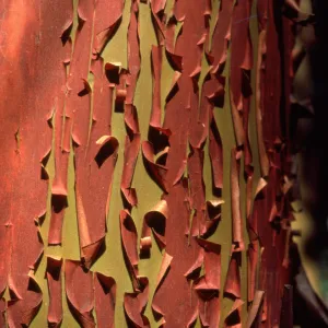 Arbutus menziesii