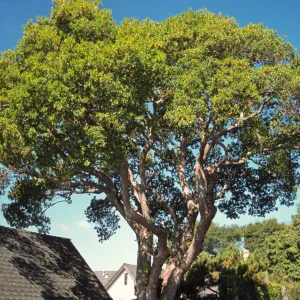 Arbutus unedo