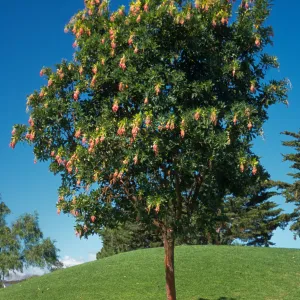 Arbutus unedo 'Marina'