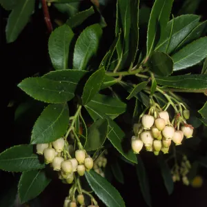 Arbutus unedo
