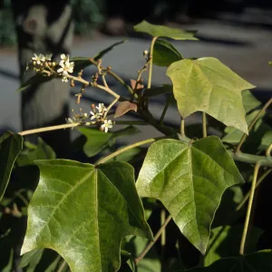 Aleurites moluccana
