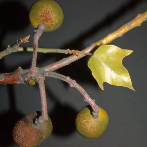 Aleurites moluccana