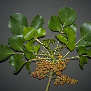 Bischofia javanica