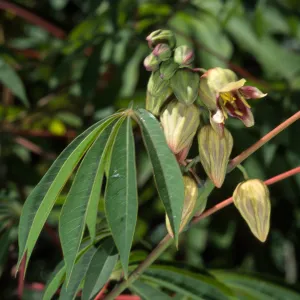 Manihot carthaginensis
