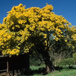 Acacia baileyana