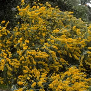 Acacia cultriformis