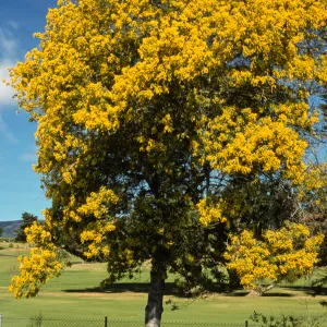 Acacia dealabata