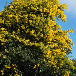 Acacia decurrens