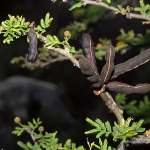 Acacia farnesiana