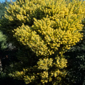 Acacia longifolia