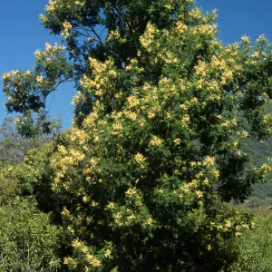 Acacia mearnsii