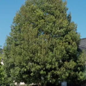 Acacia malenoxylon