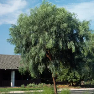 Acacia stenophylla
