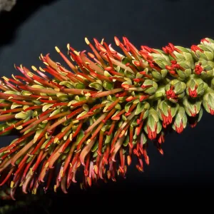 Acrocarpus fraxinifolius