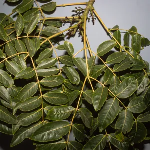 Acrocarpus fraxinifolius