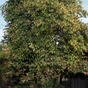 Bauhinia blakeana