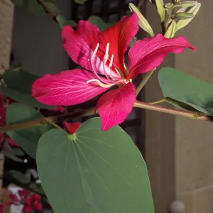 Bauhinia blakeana