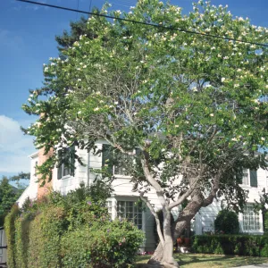 Bauhinia forficata