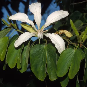 Bauhinia forficata