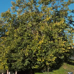 Bauhinia variegata