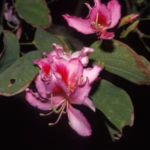 Bauhinia variegata