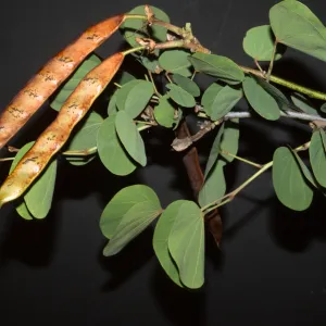 Bauhinia variegata