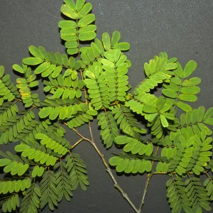 Caesalpinia peltophoroides