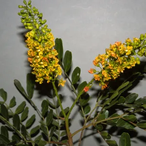 Caesalpinia spinosa