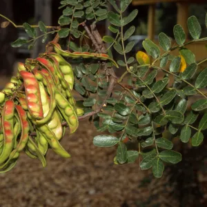 Caesalpinia spinosa