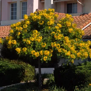 Cassia leptophylla