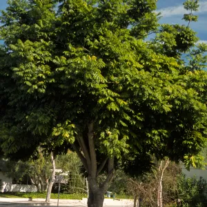 Castanospermum australe