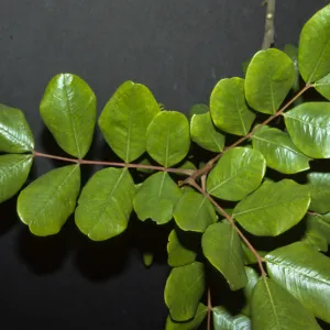 Ceratonia siliqua