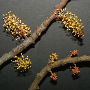 Ceratonia siliqua