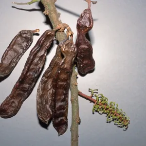 Ceratonia siliqua