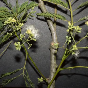Enterolobium cyclocarpum