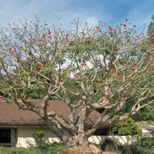 Erythrina caffra