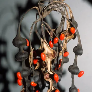 Erythrina caffra