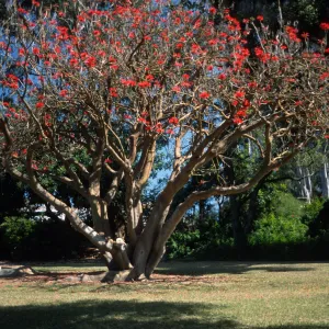 Erythrina coralloides
