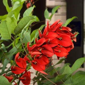Erythrina crista-galli